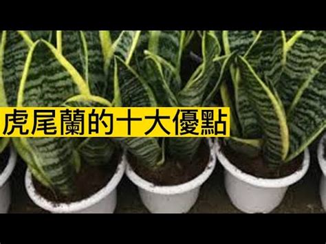 虎皮蘭 風水|虎尾蘭擺放位置與風水學意義